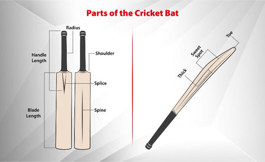 Construction of a Cricket Bat: Exploring the key components of a cricket bat